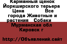 Карманный щенок Йоркширского терьера › Цена ­ 30 000 - Все города Животные и растения » Собаки   . Мурманская обл.,Кировск г.